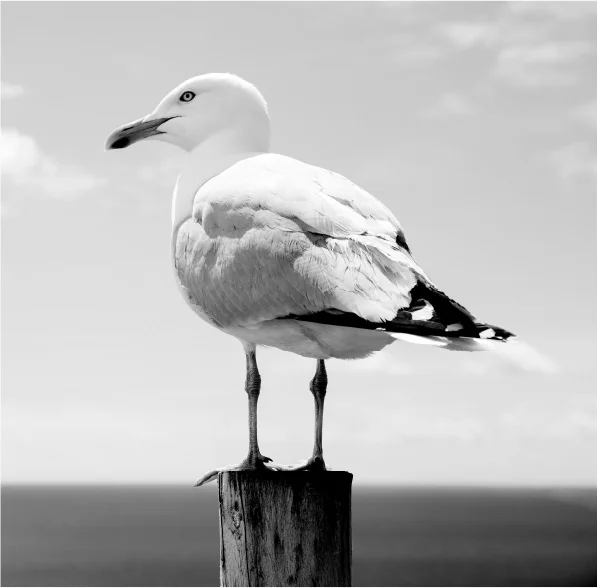 seagull@4x-80