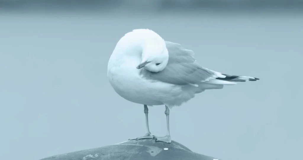 seagull perched on a pier